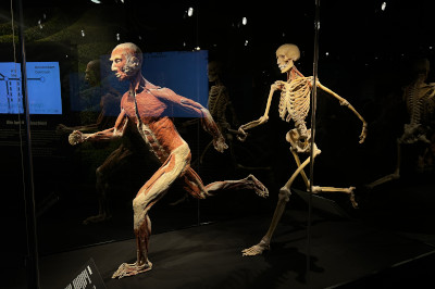 Staffelläufer plastinate bei Körperwelten Ausstellung