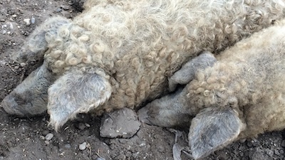 Zwei eng nebeneinander am Boden liegende Mangalitza Schweine.