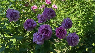 Lila Rosen an einem Rosenstrauch.