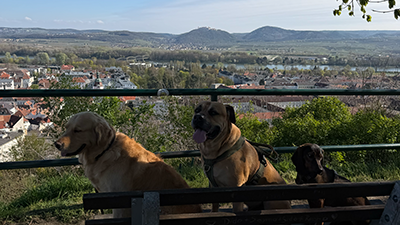 3 Hunde sitze auf einer Parkbank, im Hintergrund Ausblick auf Krems und Stift Göttweig