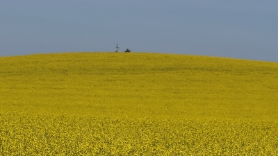 Blick über ein Rapsfeld auf das Kreuz auf der Anhöhe Staré vinohrady bei Slavkov u Brna.