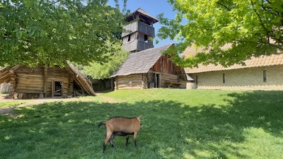 Großmährische Wohnbauten und ein hölzerner Aussichtsturm im Archäologischen Freilichtmuseum Modrá, im Vordergrund eine Ziege.