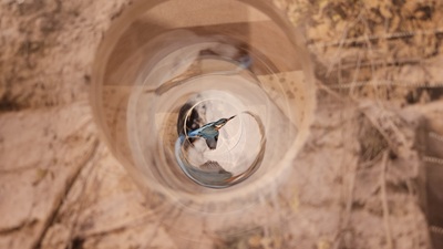 Eisvogel durch ein Glasrohr betrachtet