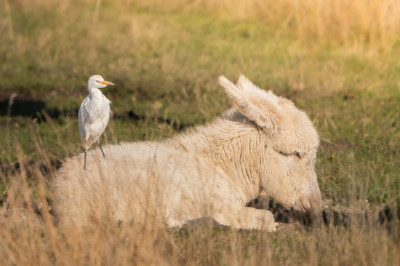 weißer Esel mit Vogel am rücken
