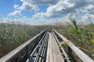 Steg durchs Schilf am Neusiedler See