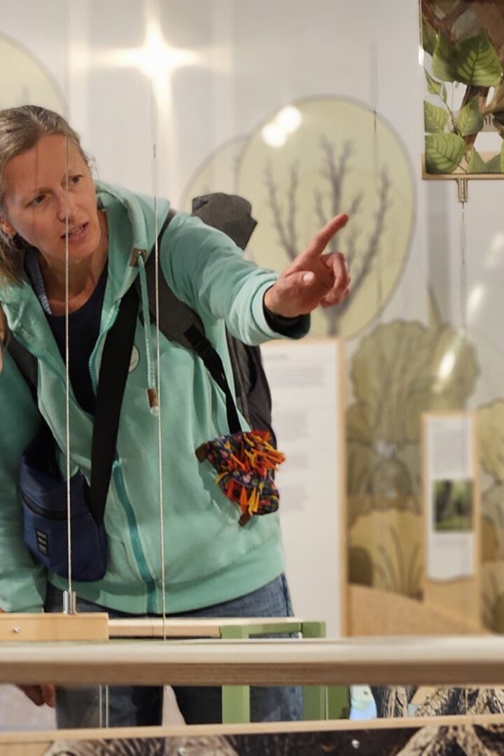 Donau-Auen Ausstellung: Im Fluss bleibt kein Stein auf dem anderen
