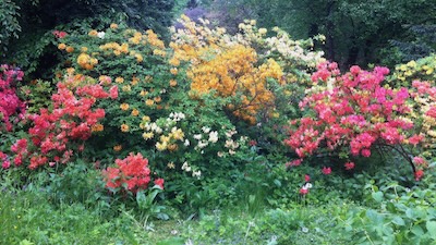 Rhododendren im Schlosspark Buchlovice.