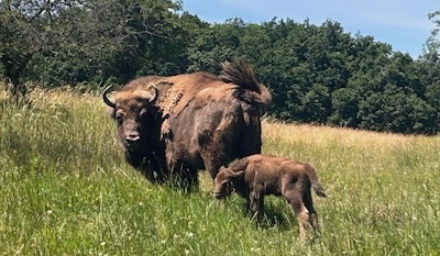 Ein weibliches Wisent mit Kalb auf einer Wiese am Waldesrand.