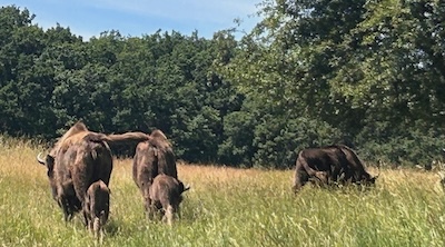 Zwei Muttertier-Wisente mit jeweils einem Kalb und ein allein stehender Wisent auf einer Wiese am Waldesrand.